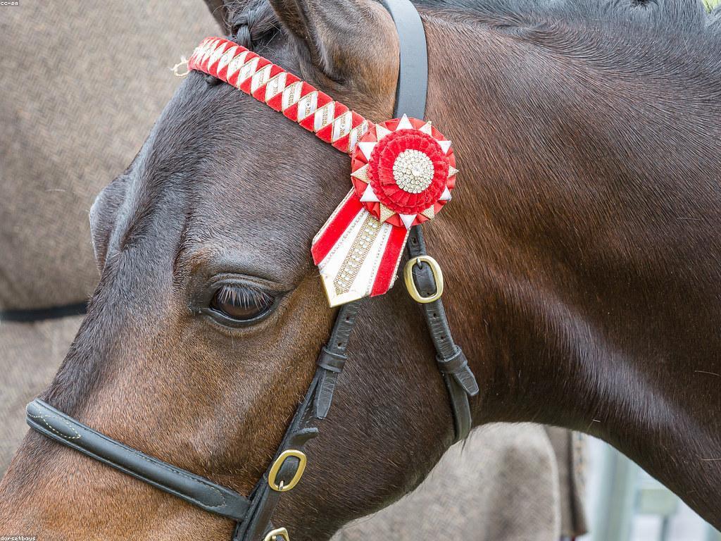 ឥទ្ធិពលនៃការប្រកួត និងរង្វាន់លើសង្គម